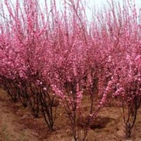 山東泰山子豪苗木合作社供應：垂柳 雪松 黑松 旱柳 油松 龍柏 榆