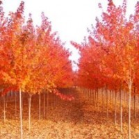 供應美國紅楓小苗，紅楓小苗，美國紅楓樹苗，紅楓苗