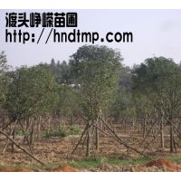 供應米徑4-12公分八月桂20000棵！！！