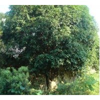 供應色塊苗木,紅花繼木，杜鵑，夏鵑，紫鵑，金葉女貞，金邊黃楊