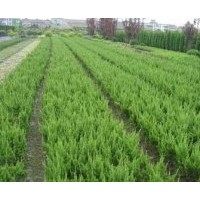 供應：蜀檜、龍柏、紫薇、鋪地柏、瓜子黃楊、紫葉李、紫葉小檗、