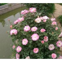 供應豐花月季
