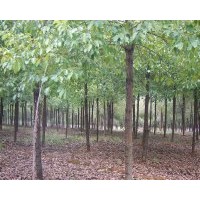 湖北武漢供應(yīng)香樟 叢生桂花 櫻花 廣玉蘭 紫薇等，規(guī)格數(shù)據(jù)如下