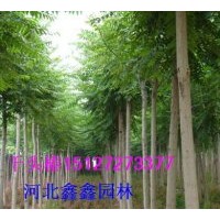 供應千頭椿苗木