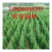 側柏苗，側柏樹苗低價供應