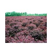 湖南低價紅花繼木、杜鵑、金葉女貞、桅子花、桂花小苗、廣玉蘭