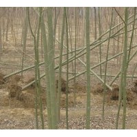 供應速生白蠟.速生法桐.合歡.垂柳.金絲柳.竹柳.旱柳.直柳.饅頭柳