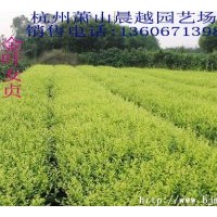 可長期供應 龍柏、檜柏、金葉女貞、金森女貞, 紅葉石楠, 金邊黃