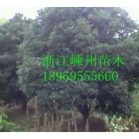 供應八月桂、四季桂