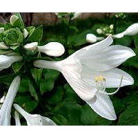 供應玉簪花