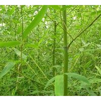 供剛竹、金鑲玉竹、闊葉箬竹、毛竹、直竹、淡竹、青竹 早園竹