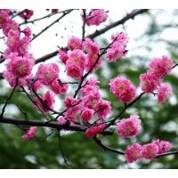 供應(yīng)臘梅、珍珠梅、美人梅、紅梅、綠梅、榆葉梅、垂梅