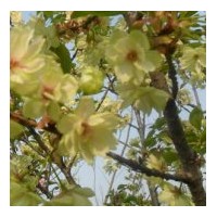 喬木類、球類、花類、攀爬類、四季常春類、草坪類