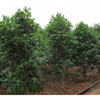 桂花樹價格參考