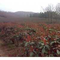 安徽浙江紅葉石楠大型基地低價出售各規格紅葉石楠 美國紅楓