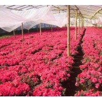 長期供應各種規(guī)格盆栽杜鵑花