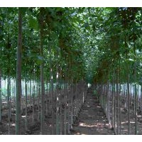 山東濟寧1-10公分法桐樹苗法國梧桐樹苗