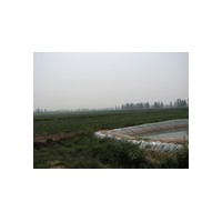 供油松 新疆楊 柳樹