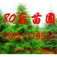 供應(yīng)3米雪松價(jià)格 4米雪松