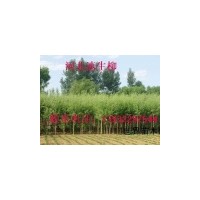 供應(yīng)河北火炬樹(shù) 河北苗木 河北火炬樹(shù)基地