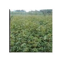 供應花椒苗 大規格花椒苗