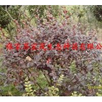 供應紅繼木球