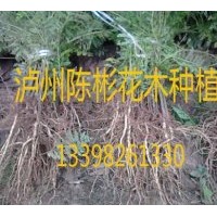 供應藍花楹苗
