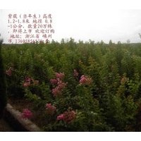 供小苗：紅楓 櫻花 海棠 紅白玉蘭，垂枝海棠，西府海棠，花桃