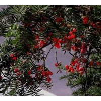 供應紅豆種子