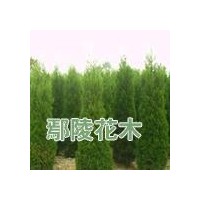 供塔柏，河南檜柏，鄢陵河南檜柏批發