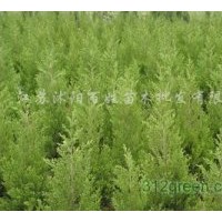 供應(yīng)紅葉小檗，金葉女貞，大量,薄利多銷,,謝謝.