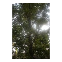 低價(jià)供應(yīng)3-------60公分銀杏實(shí)生樹，銀杏嫁接樹，