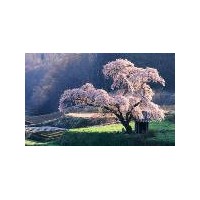 供應日本櫻花