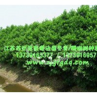 本基地常年優惠供應法國冬青/珊瑚樹