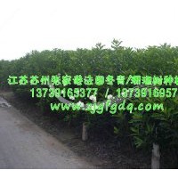 法國冬青_珊瑚樹_香櫞樹_法國冬青價格_法國冬青圖片_供應法國冬