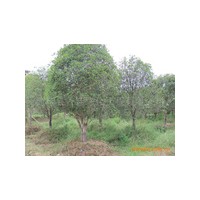 名泉苗圃直銷獨桿桂花