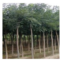 供應山東梁山國槐 法桐 白蠟