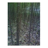供速生楊107，速生柳，毛白楊，垂柳，饅頭柳，旱柳