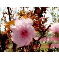 售冬紅海棠、紅寶石海棠、北美海棠芽苗成苗。