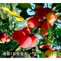 售絢麗海棠、王族海棠、亞當(dāng)海棠、道格海棠芽苗成苗。