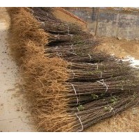 林豪香椿繁育開發中心：專供香椿苗。 花椒苗，大棚用苗！1000萬