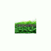 供應山西油松苗 側柏苗 各種占地苗