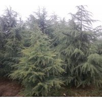 大量供應雪松苗