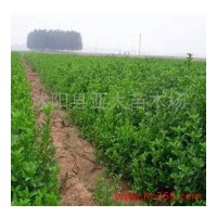 供應(yīng)黃楊，大葉黃楊，火棘，塔柏，紫薇，紫葉李