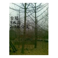供應綠化苗木-山東銀杏樹