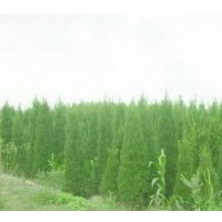 江蘇蘇仁苗木供應塔柏苗，塔柏工程苗2米-4米