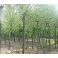 江蘇蘇仁苗木供應垂柳樹苗，青皮柳，金絲柳，速生柳（8-20公分）