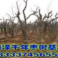 梨樹、榆樹