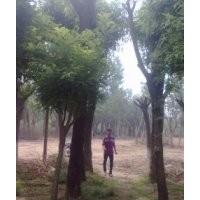國槐網，專業種植國槐/國槐圖