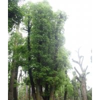 供應15-70公分香樟